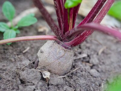 kann man rote beete roh essen