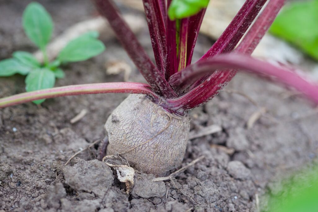 kann man rote beete roh essen