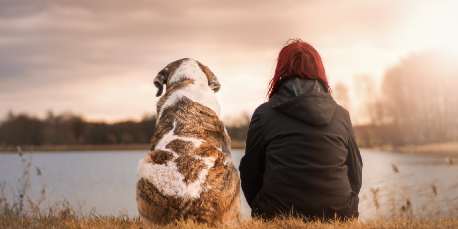 Teuerste Hund der Welt Ein Hund zum Preis einer Luxusvilla