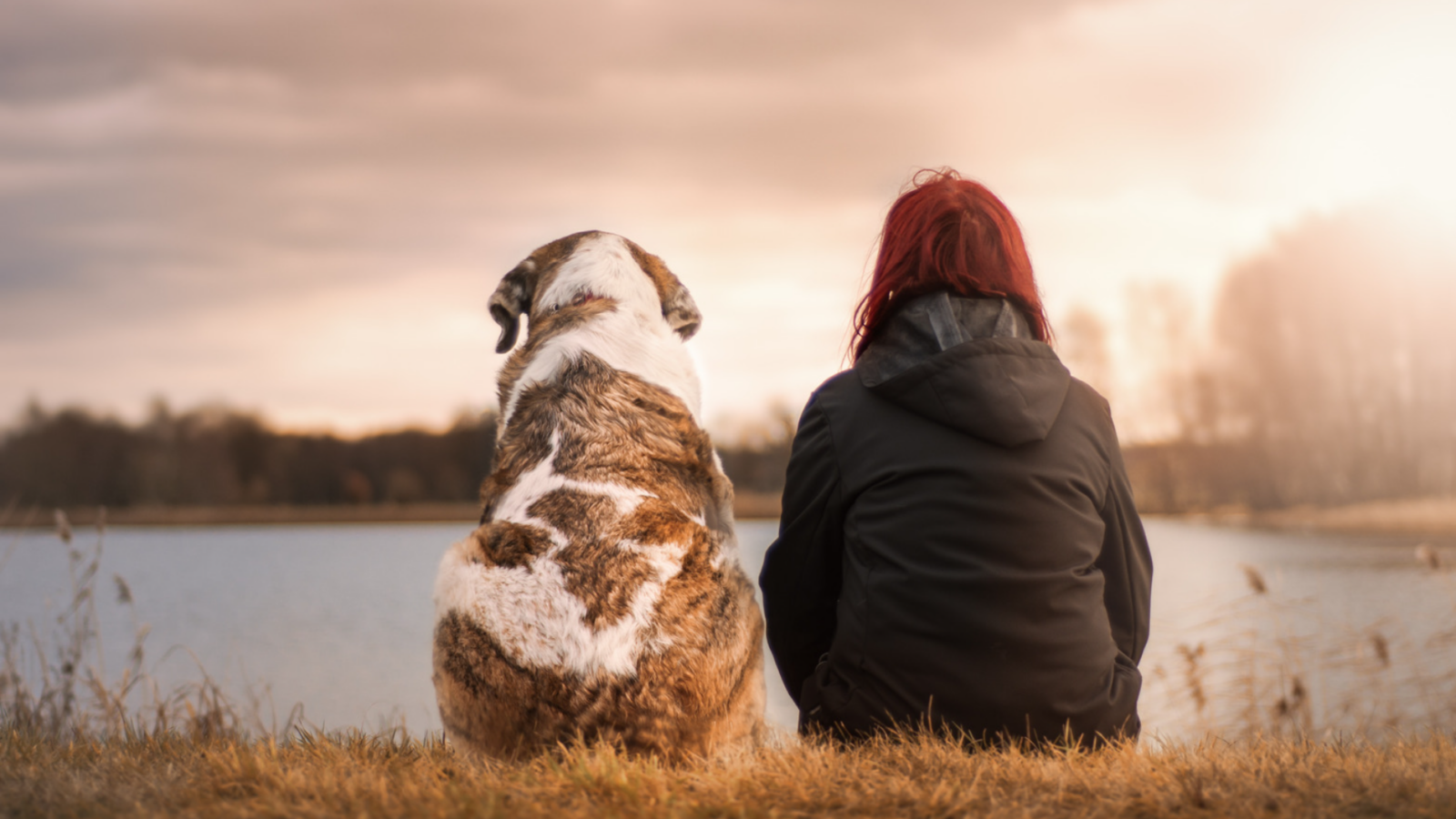 Teuerste Hund der Welt Ein Hund zum Preis einer Luxusvilla