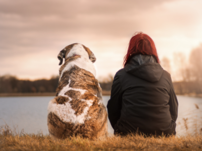 Teuerste Hund der Welt Ein Hund zum Preis einer Luxusvilla