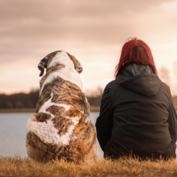 Teuerste Hund der Welt Ein Hund zum Preis einer Luxusvilla