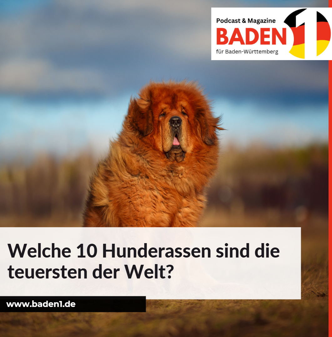 Welche 10 Hunderassen sind die teuersten der Welt