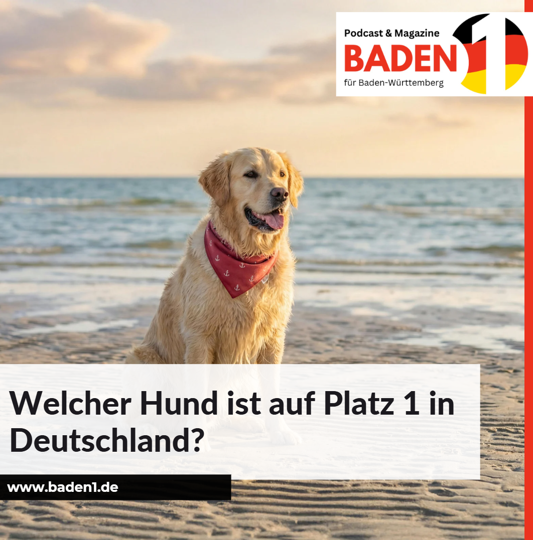 Welcher Hund ist auf Platz 1 in Deutschland