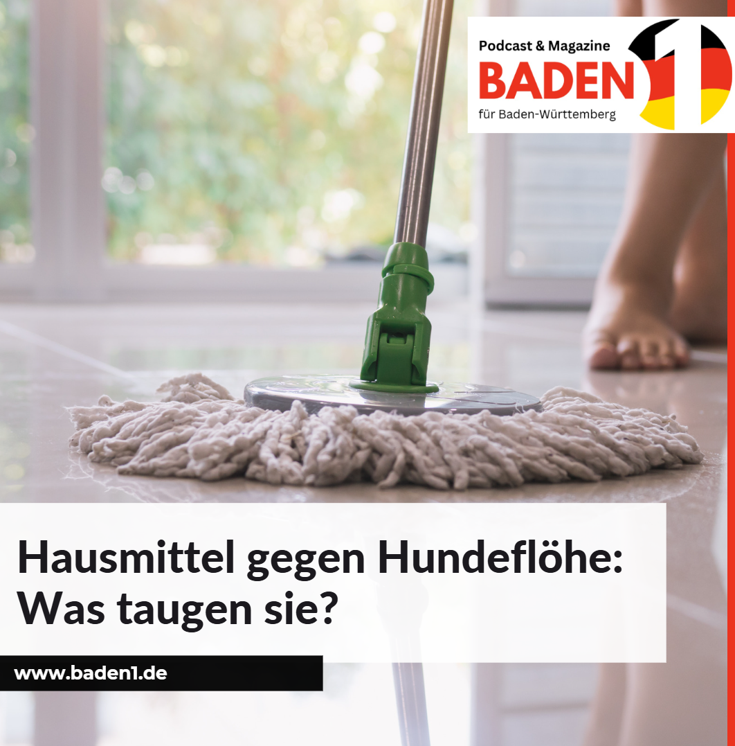 Hausmittel gegen Hundeflöhe Was taugen sie Hausmittel gegen Hundeflöhe Was taugen sie