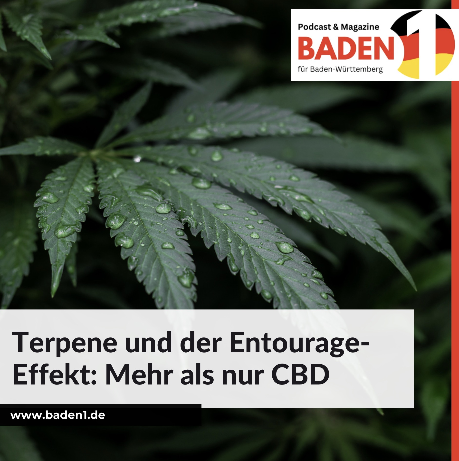 Terpene und der Entourage-Effekt: Mehr als nur CBD